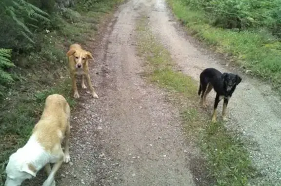3 Chiens Perdus à Vernon - photo