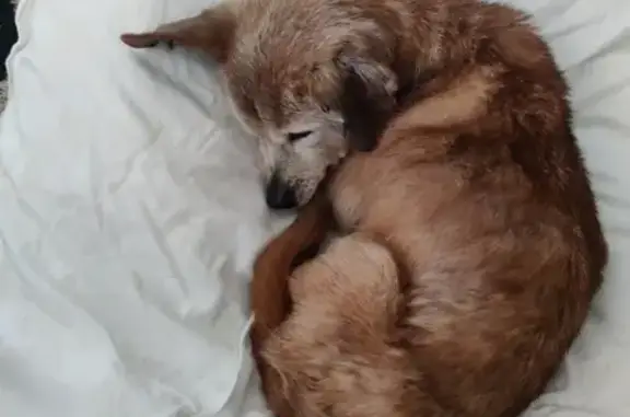 Animaux trouvés La Canourgue, photo: Chien âgé blessé trouvé à La Canourgue