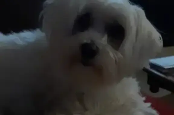 Help Find Mouse: White Maltese, Shy & Microchipped