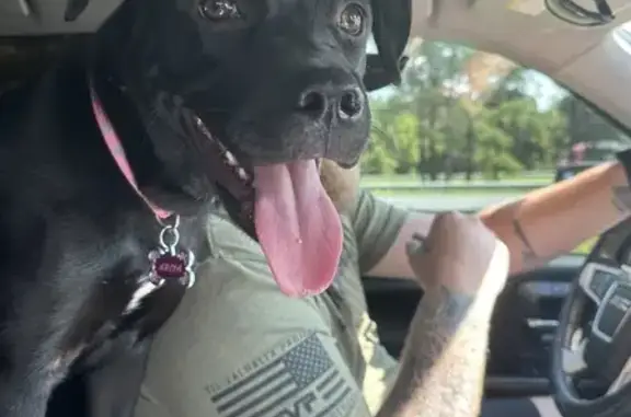 Lost Black Lab-Pit Mix Near Rocky Mount!