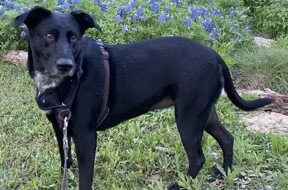 Lost Black Lab Mix in DeSoto - Help Find Me!