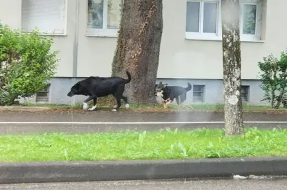 Chien perdu à Dole retrouvé - photo