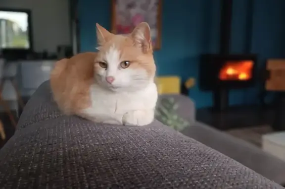 Chatte beige/blanche trouvée à Fraisses - photo