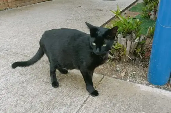 Chatte noire enceinte trouvée - photo
