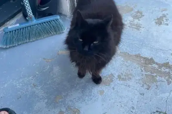Chatte angora noire trouvée - photo