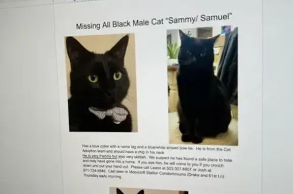 Lost Black Cat Sammy - Green Eyes & Bow Tie!
