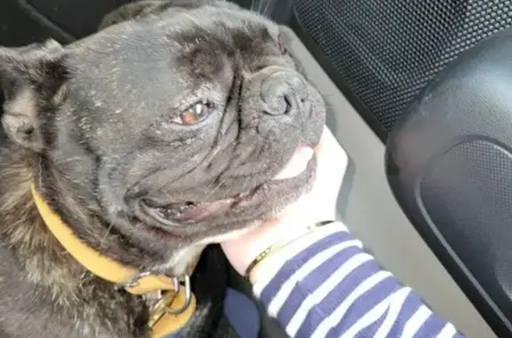 Bouledogue perdu à Cornebarrieu - photo