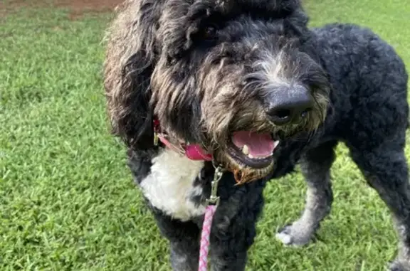 Lost Bernedoodle: Shy, 70lb Female - Madison