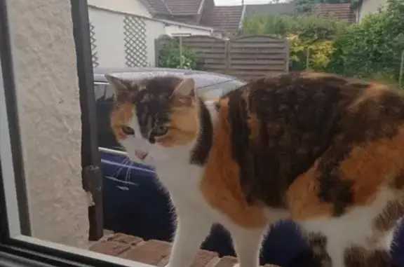 Chat perdu à St-Aubin trouvé - photo