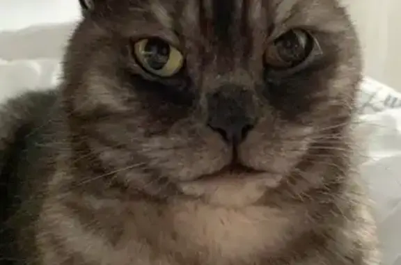 Animaux perdus Saint-Martin-d'Hères, photo: Google, chat gris dodu, perdu