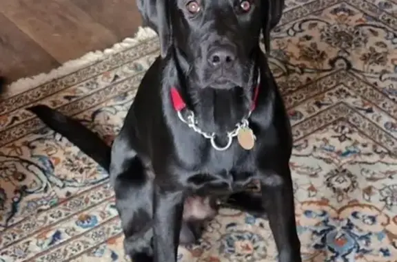 Lost Labrador | Find Missing Purebred Dogs | Pet911