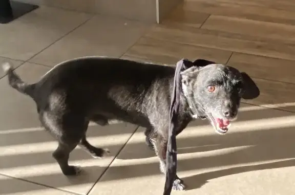 Chien noir et blanc trouvé - photo