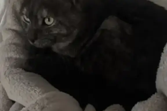 Animaux perdus Saint-Denis, photo: Chat tigré perdu à Saint-Denis