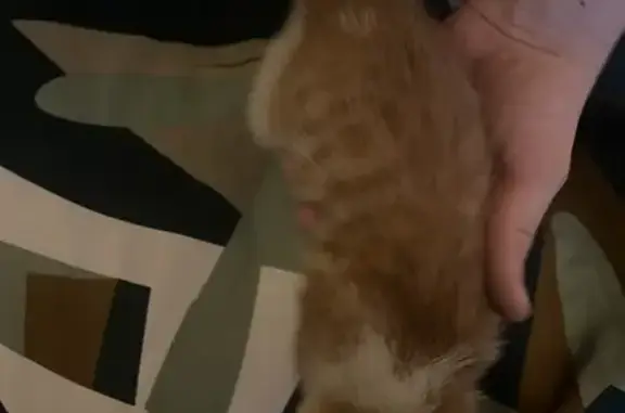 Chaton sauvé dans un capot - photo