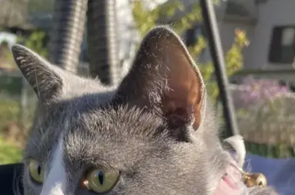 Lost pets , photo: Lost Cat: Nene in Pink Collar - Park St. Help!