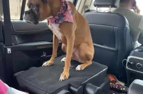 Lost Boxer Case in Conroe, TX - Chipped!