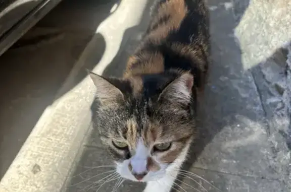 Chat tricolore trouvé à Cabasse - photo