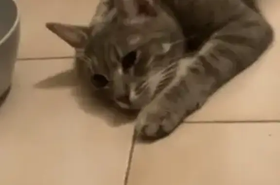 Chaton gris tigré retrouvé affamé - photo