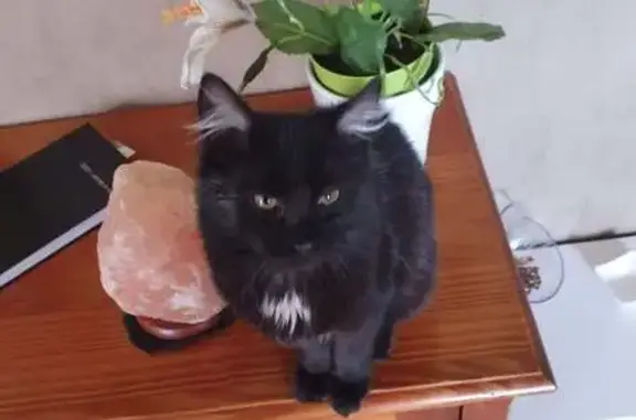 Chat perdu, Romorantin-Lanthenay, photo: Chat noir semi-aveugle perdu