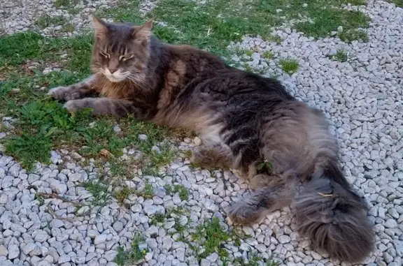 Maine Coon perdu à Sanary - photo