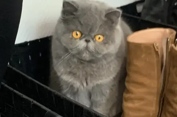 Chat perdu, Draguignan, photo: Chatte Exotic Perdue - Draguignan