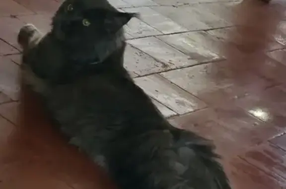 Animaux perdus Pont-sur-Sambre, photo: Chat Maine Coon perdu à Pont-sur-Sambre