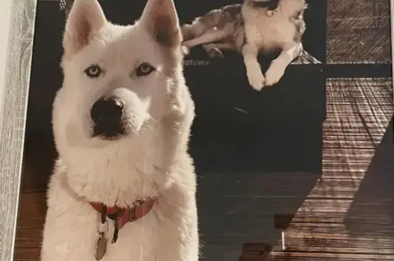 Animaux perdus , photo: Alerte: 2 Huskies perdus à Blond