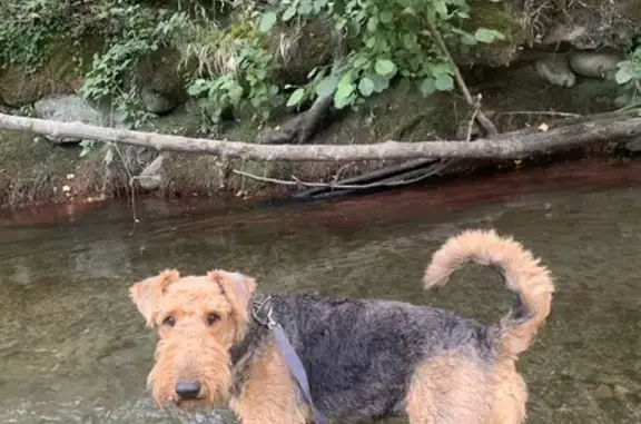 Chien perdu , photo : Chien Airedale et Barzoi perdus