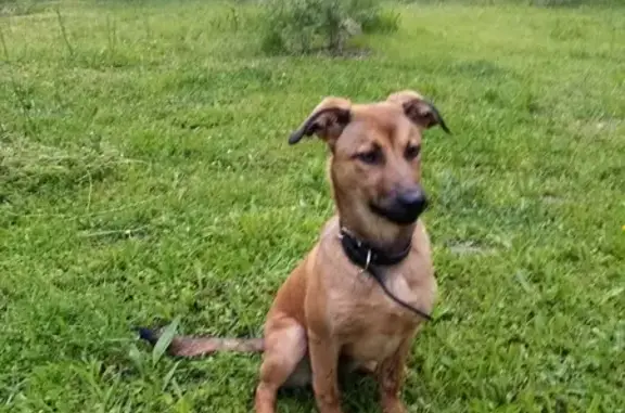 Trouvée: Chienne jeune et sociable - photo