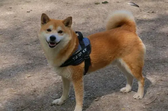 Chien perdu La Roquette-sur-Siagne, photo : Chien Shiba Inu perdu à La Roquette