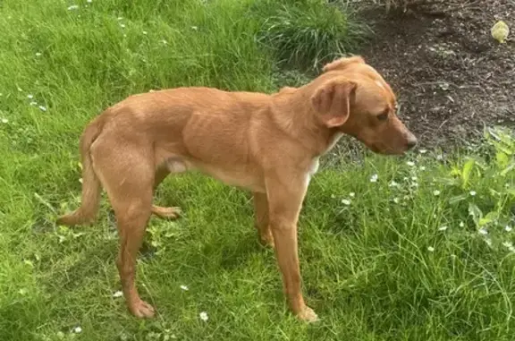 Chien perdu maigre à Cambrai - photo