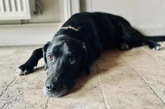 Chien trouvé , photo: Chiot Labrador perdu à Arrelles