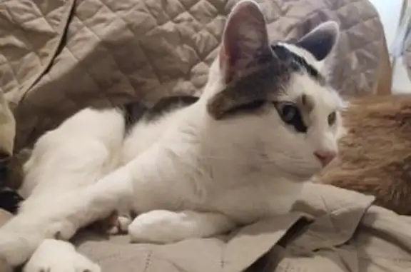 Animaux perdus Toulouse, photo: Chat bicolore perdu près de Larrey