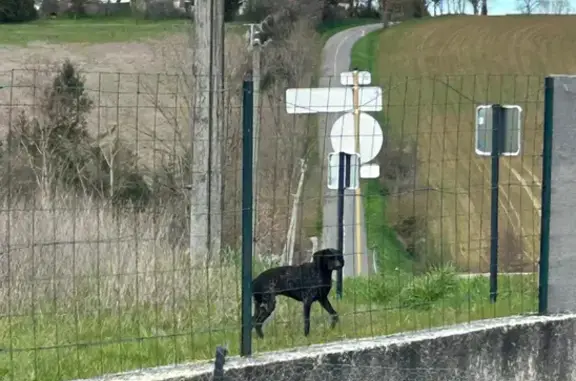 Chien égaré à Drémil-Lafage - photo