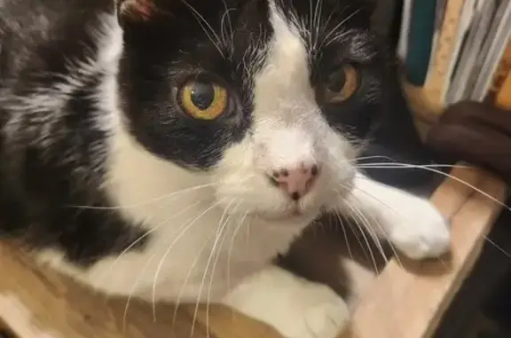 Chat perdu, , photo: Chat noir et blanc perdu - Seychalles