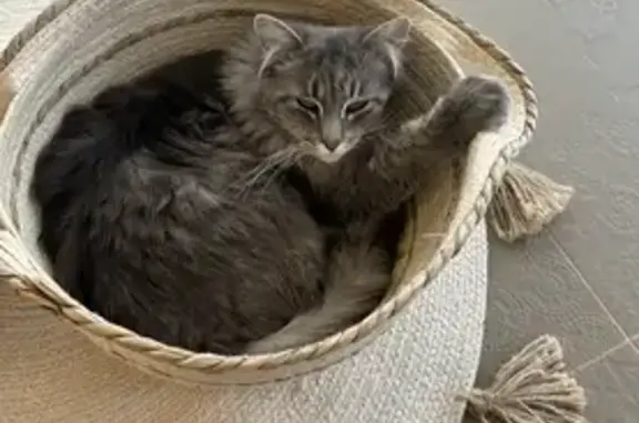Chat perdu, Vétraz-Monthoux, photo: Chatte grise perdue à Vétraz-Monthoux