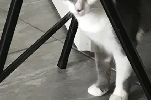 Chat perdu, Lyon, photo: Chat gris yeux verts perdu