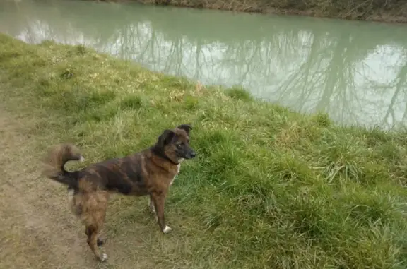 Chien perdu , photo : Appel à l'aide: Chien âgé disparu