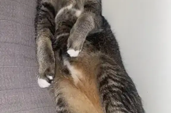 Lost Feline Alert! - Lea Hall Road #29