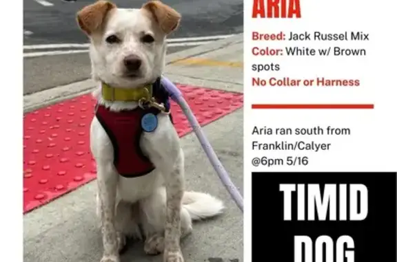 Missing dog , photo: Help Find Aria! Lost Dog Near Wythe Hotel