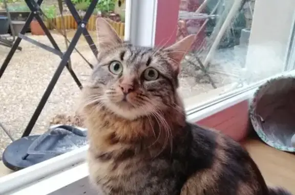 Animaux perdus Besançon, photo: Chat Upsilon disparu à Besançon