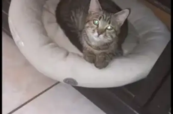 Lost Friendly Tabby Cat - Summit Dr, JHB 🐾