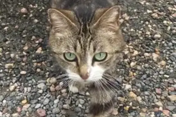 Chatte douce trouvée à Saint-Christophe - photo