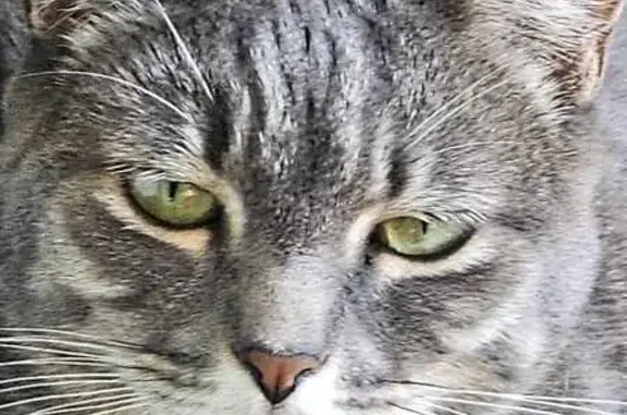 Help Find Eddie: Grey & White Emotional Support Cat