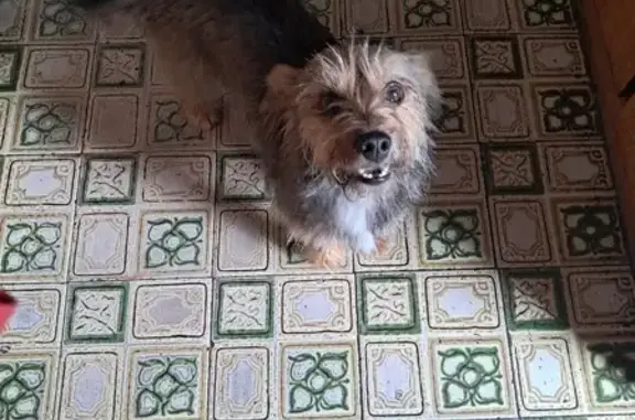 Lost Yorkie! Female - Ulundi Ave, Pretoria