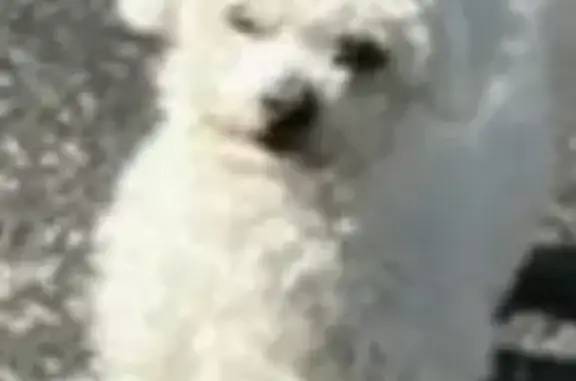 Lost White Toy Poodle - South 9th Ave, Maywood