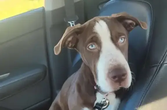 Lost Puppy: 7-Month-Old Choco Pit Mix