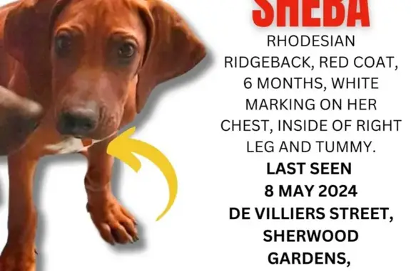 Lost Rhodesian Ridgeback - De Villiers St!