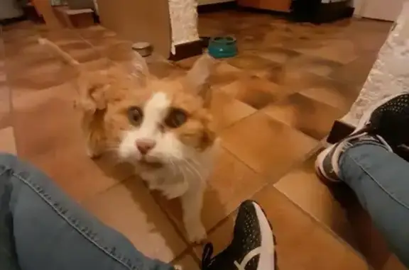Chat roux et blanc perdu #443 Estézargues - photo