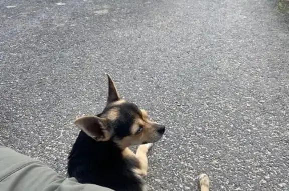 Chiot noir/jaune trouvé - photo